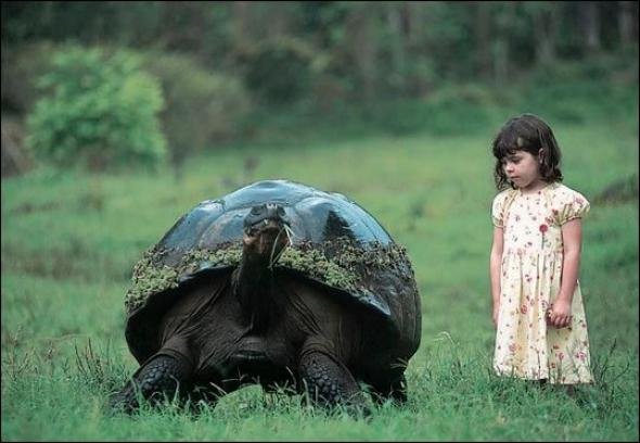 Πραγματικά γιγαντιαίες -Οι χελώνες που ζυγίζουν 400 κιλά, έχουν μήκος 2 μέτρα και ζουν 170 χρόνια [εικόνες] | iefimerida.gr 0