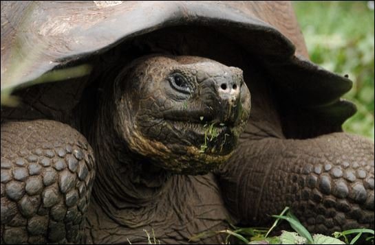 Πραγματικά γιγαντιαίες -Οι χελώνες που ζυγίζουν 400 κιλά, έχουν μήκος 2 μέτρα και ζουν 170 χρόνια [εικόνες] | iefimerida.gr 2