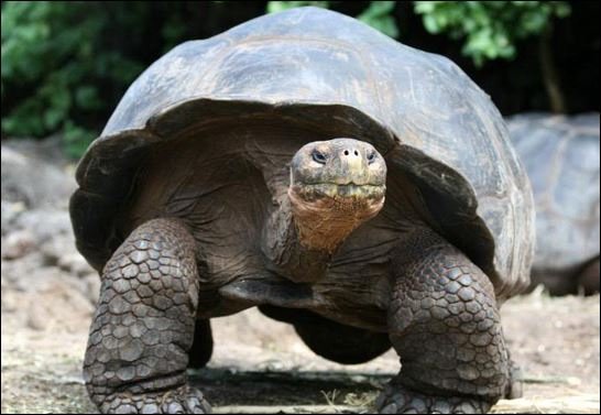 Πραγματικά γιγαντιαίες -Οι χελώνες που ζυγίζουν 400 κιλά, έχουν μήκος 2 μέτρα και ζουν 170 χρόνια [εικόνες] | iefimerida.gr 3