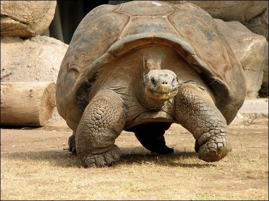 Πραγματικά γιγαντιαίες -Οι χελώνες που ζυγίζουν 400 κιλά, έχουν μήκος 2 μέτρα και ζουν 170 χρόνια [εικόνες] | iefimerida.gr 4