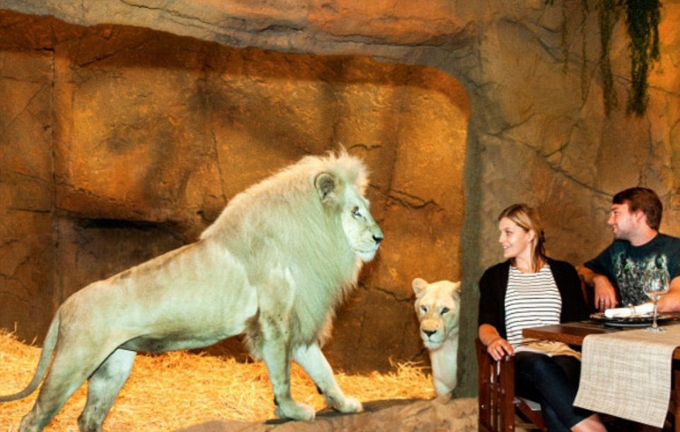 Το πιο «άγριο» ξενοδοχείο -Μπάνιο με αρκούδες, ξύπνημα με λιοντάρια, γεύμα δίπλα σε ύαινες [εικόνες & βίντεο] | iefimerida.gr 0