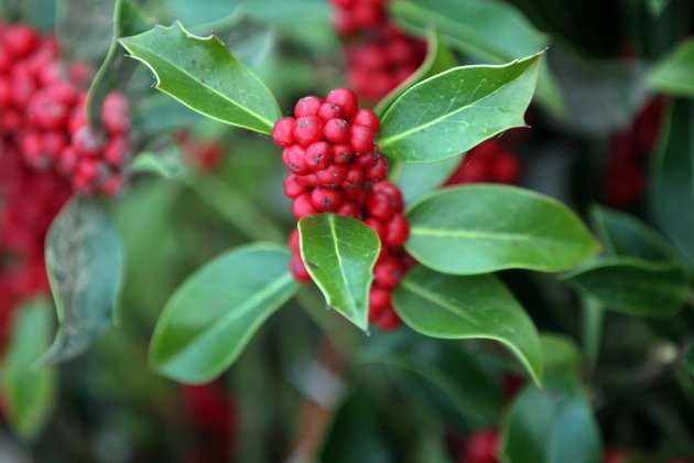 Πρωτοχρονιάτικα έθιμα ανά τον κόσμο: Από το ρόδι της Ελλάδας στα φασόλια της Αργεντινής [εικόνες] | iefimerida.gr 7