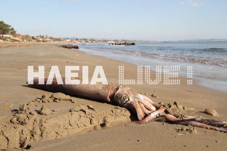 Καλαμάρι «γίγας» στο Κατάκολο -Το ξέβρασε η θάλασσα [εικόνες & βίντεο] | iefimerida.gr 0