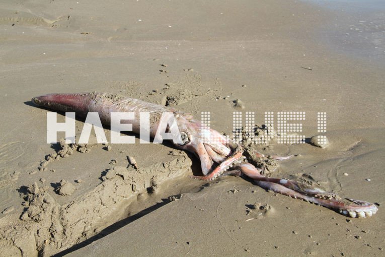 Καλαμάρι «γίγας» στο Κατάκολο -Το ξέβρασε η θάλασσα [εικόνες & βίντεο] | iefimerida.gr 1