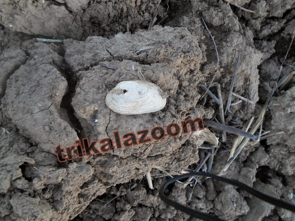 Ανακάλυψαν κοχύλι 780 εκατ. ετών στα Τρίκαλα – Οταν στη Θεσσαλία είχε θάλασσα [εικόνες & βίντεο] | iefimerida.gr 0