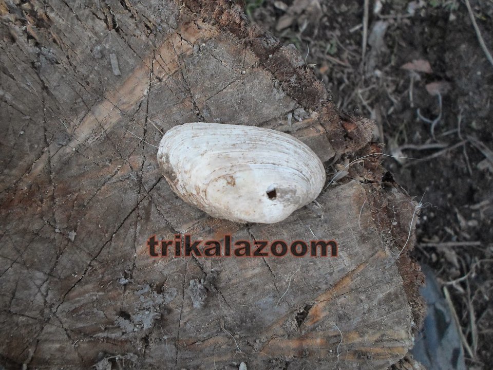 Ανακάλυψαν κοχύλι 780 εκατ. ετών στα Τρίκαλα – Οταν στη Θεσσαλία είχε θάλασσα [εικόνες & βίντεο] | iefimerida.gr 1