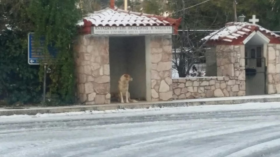 Στην κατάψυξη η χώρα -Πολικές θερμοκρασίες και χιόνια [εικόνες] | iefimerida.gr 8