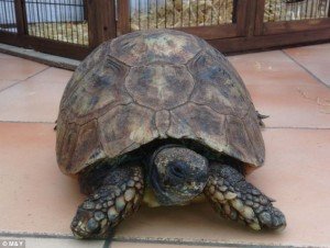 Τα υπεραιωνόβια ζώα του πλανήτη που ξεχνά ο χρόνος [εικόνες]  | iefimerida.gr 1