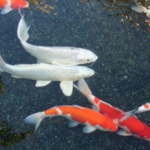 Τα υπεραιωνόβια ζώα του πλανήτη που ξεχνά ο χρόνος [εικόνες]  | iefimerida.gr 4