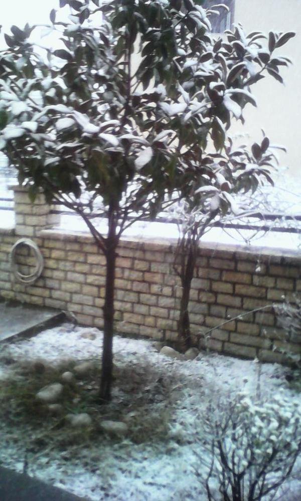 Πολικό ψύχος στα Γιάννενα -Σφοδρή χιονόπτωση μέσα στην πόλη [εικόνες & βίντεο] | iefimerida.gr 3