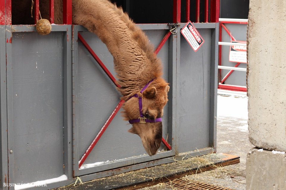 Η ζωή στο τσίρκο: Οι περίεργες οικογένειες, τα ατελείωτα τα ταξίδια και η καθημερινότητα [εικόνες] | iefimerida.gr 4