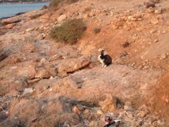 Υδρούσα ή Κατραμονήσι: Το νησί των... σκαφάτων που αγόρασαν η Λάσπα και ο σύζυγός της [εικόνες] | iefimerida.gr 7