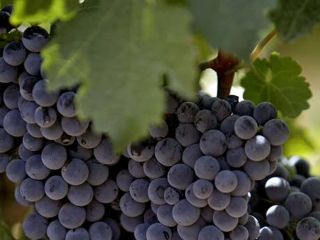 Το θαυματουργό κόκκινο κρασί - Το μυστικό συστατικό του που βοηθά τους παχύσαρκους να κάψουν το λίπος [εικόνες] | iefimerida.gr 0