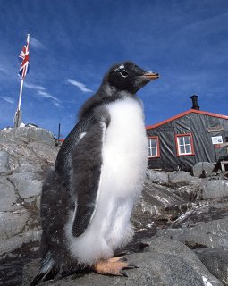 Ζητείται υπάλληλος για την πιο μοναχική δουλειά του κόσμου: Ταχυδρόμος στην Ανταρκτική [εικόνες] | iefimerida.gr 5