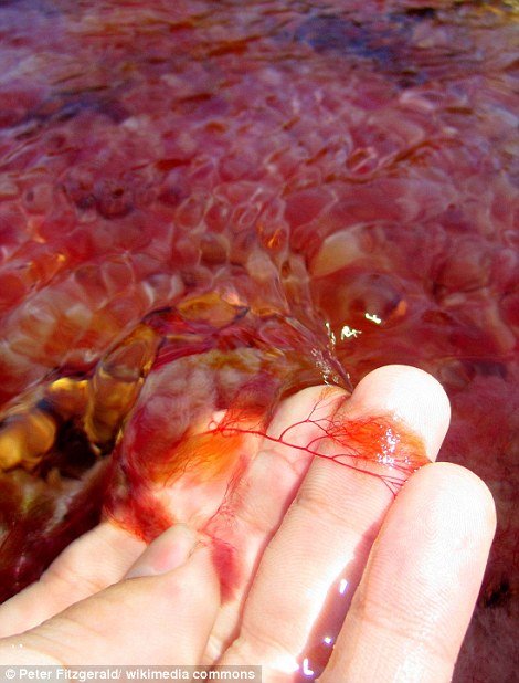 Το πολύχρωμο ποτάμι στην Κολομβία που ξετρελαίνει τους τουρίστες [εικόνες] | iefimerida.gr 5