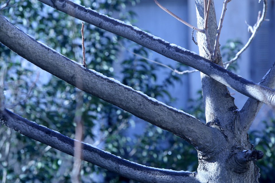 Εικόνες για χάζεμα: «Πασπαλισμένη» με χιόνι η Πλάκα και το κέντρο της Αθήνας [εικόνες] | iefimerida.gr 3