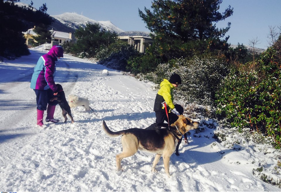 Εικόνες για χάζεμα: «Πασπαλισμένη» με χιόνι η Πλάκα και το κέντρο της Αθήνας [εικόνες] | iefimerida.gr 5