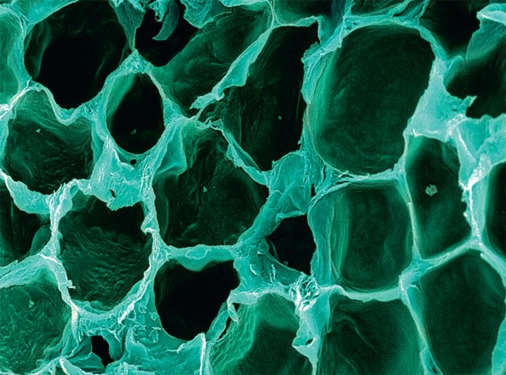 Ανθρώπινο σώμα ή... σουρεαλιστικό έργο τέχνης; - 10 φωτογραφίες αποκαλύπτουν [εικόνες] | iefimerida.gr 0