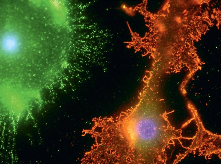 Ανθρώπινο σώμα ή... σουρεαλιστικό έργο τέχνης; - 10 φωτογραφίες αποκαλύπτουν [εικόνες] | iefimerida.gr 2