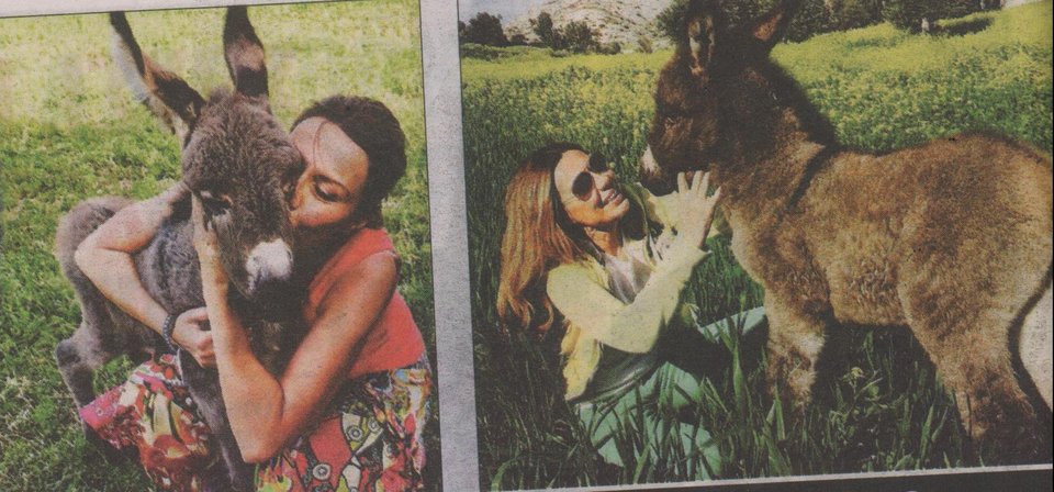 Εγκατέλειψε τις πίστες και εκτρέφει γαϊδουράκια στην Κύπρο [εικόνες] | iefimerida.gr 0