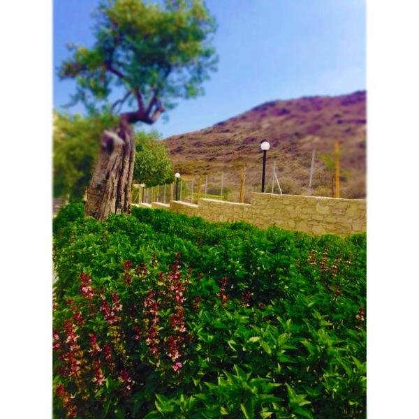 Εγκατέλειψε τις πίστες και εκτρέφει γαϊδουράκια στην Κύπρο [εικόνες] | iefimerida.gr 6