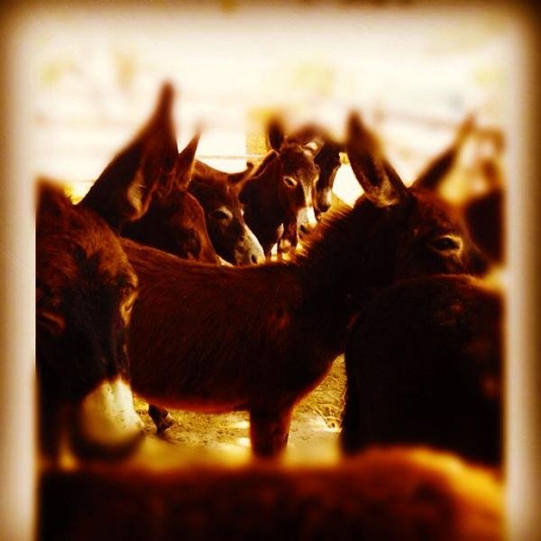 Εγκατέλειψε τις πίστες και εκτρέφει γαϊδουράκια στην Κύπρο [εικόνες] | iefimerida.gr 7