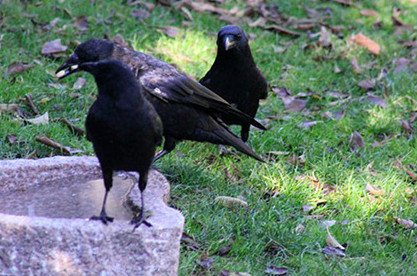 Τάιζε κοράκια στον κήπο της για χρόνια: Ποτέ δεν φανταζόταν τη συνέχεια [εικόνες] | iefimerida.gr 3