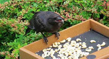 Τάιζε κοράκια στον κήπο της για χρόνια: Ποτέ δεν φανταζόταν τη συνέχεια [εικόνες] | iefimerida.gr 4