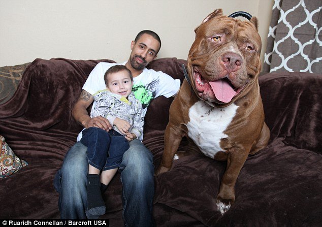 Χαλκ: Το πίτμπουλ-θηρίο των 80 κιλών με τα κοφτερά δόντια και την αγαθή καρδιά [εικόνες & βίντεο] | iefimerida.gr 10