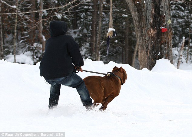 Χαλκ: Το πίτμπουλ-θηρίο των 80 κιλών με τα κοφτερά δόντια και την αγαθή καρδιά [εικόνες & βίντεο] | iefimerida.gr 1
