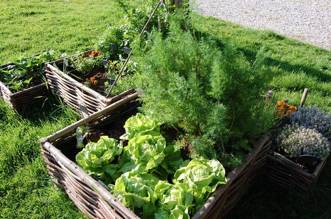 Κήπος στη βεράντα -Μια όαση ομορφιάς, τώρα την άνοιξη [εικόνες] | iefimerida.gr 0