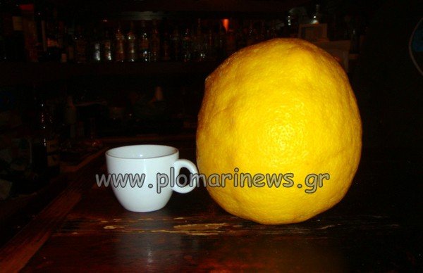 Ενα λεμόνι-γίγας που ζυγίζει 1,2 κιλά [εικόνες] | iefimerida.gr 0