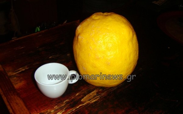 Ενα λεμόνι-γίγας που ζυγίζει 1,2 κιλά [εικόνες] | iefimerida.gr 2