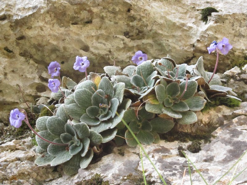 Το μοβ λουλούδι που βγαίνει μόνο στον Ολυμπο -Δεν υπάρχει πουθενά αλλού στον κόσμο [εικόνες] | iefimerida.gr 1