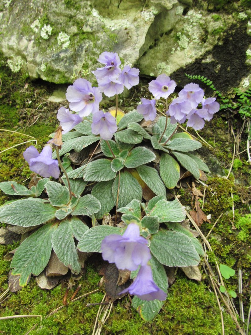 Το μοβ λουλούδι που βγαίνει μόνο στον Ολυμπο -Δεν υπάρχει πουθενά αλλού στον κόσμο [εικόνες] | iefimerida.gr 2