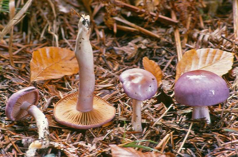 Το μοβ λουλούδι που βγαίνει μόνο στον Ολυμπο -Δεν υπάρχει πουθενά αλλού στον κόσμο [εικόνες] | iefimerida.gr 3