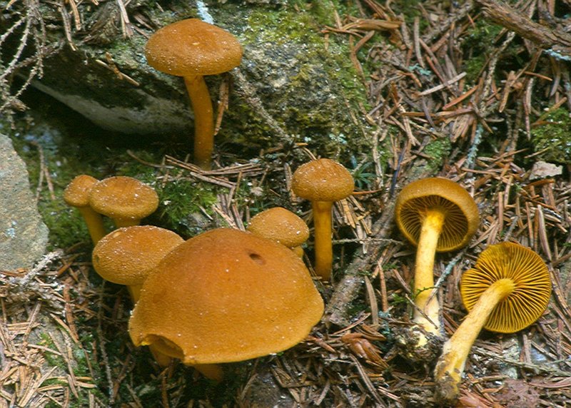 Το μοβ λουλούδι που βγαίνει μόνο στον Ολυμπο -Δεν υπάρχει πουθενά αλλού στον κόσμο [εικόνες] | iefimerida.gr 4