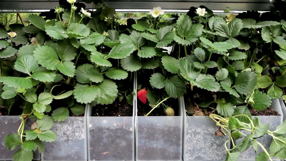 Κήπος στη βεράντα -Μια όαση ομορφιάς, τώρα την άνοιξη [εικόνες] | iefimerida.gr 9