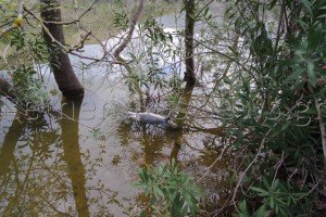 Νεκρός βρέθηκε ο Σήφης ο κροκόδειλος [εικόνες & βίντεο]  | iefimerida.gr 0