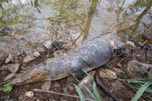 Νεκρός βρέθηκε ο Σήφης ο κροκόδειλος [εικόνες & βίντεο]  | iefimerida.gr 1