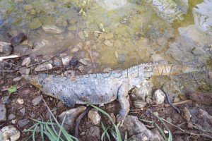 Νεκρός βρέθηκε ο Σήφης ο κροκόδειλος [εικόνες & βίντεο]  | iefimerida.gr 3