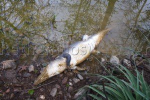 Νεκρός βρέθηκε ο Σήφης ο κροκόδειλος [εικόνες & βίντεο]  | iefimerida.gr 6