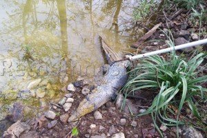 Νεκρός βρέθηκε ο Σήφης ο κροκόδειλος [εικόνες & βίντεο]  | iefimerida.gr 5
