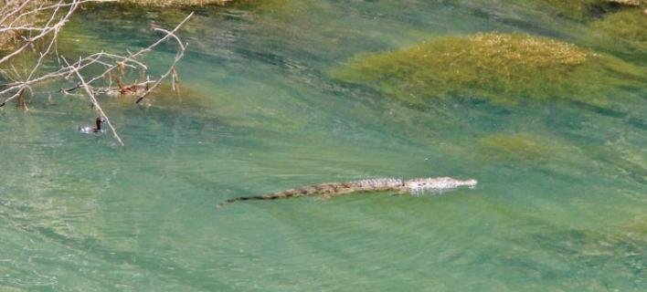 Νεκρός βρέθηκε ο Σήφης ο κροκόδειλος [εικόνες & βίντεο]  | iefimerida.gr 9