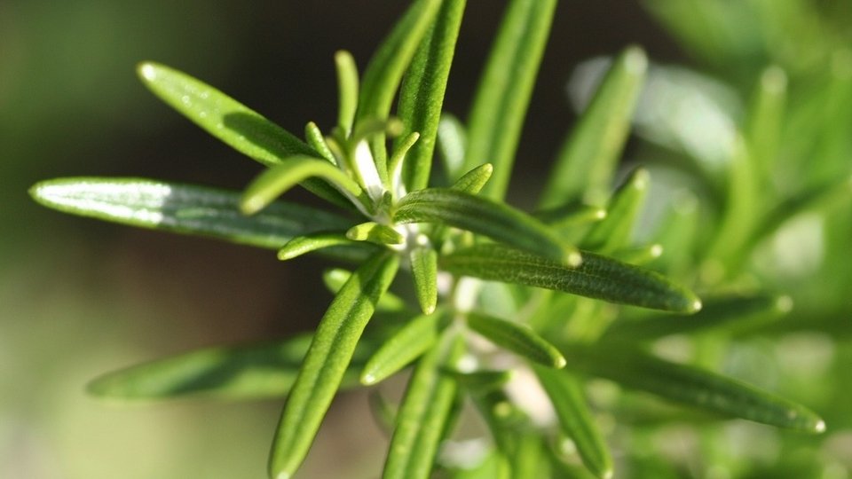 Πέντε μυρωδιές που ενισχύουν την παραγωγικότητα -Ποια τα οφέλη τους [εικόνες] | iefimerida.gr 0