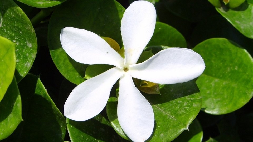 Πέντε μυρωδιές που ενισχύουν την παραγωγικότητα -Ποια τα οφέλη τους [εικόνες] | iefimerida.gr 1