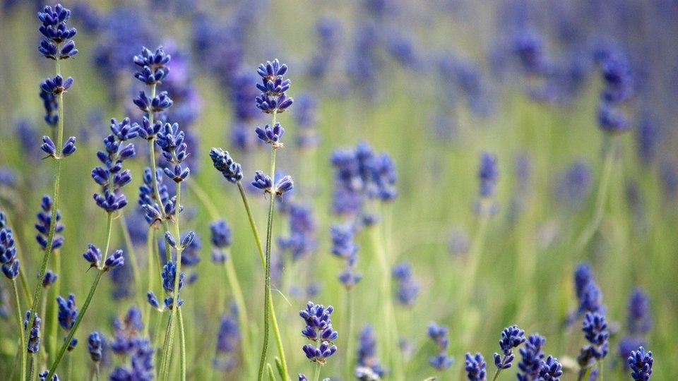 Πέντε μυρωδιές που ενισχύουν την παραγωγικότητα -Ποια τα οφέλη τους [εικόνες] | iefimerida.gr 3