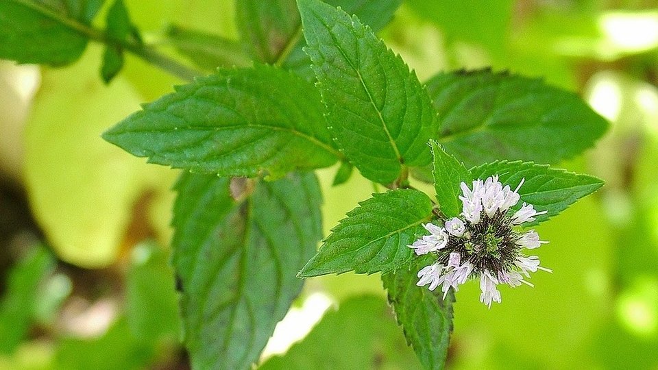 Πέντε μυρωδιές που ενισχύουν την παραγωγικότητα -Ποια τα οφέλη τους [εικόνες] | iefimerida.gr 4