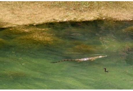 Νεκρός βρέθηκε ο Σήφης ο κροκόδειλος [εικόνες & βίντεο]  | iefimerida.gr 8