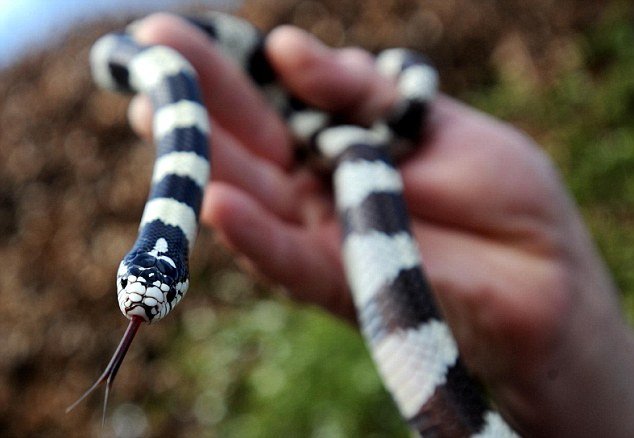 Τεράστιο φίδι βρήκε στο φούρνο του σπιτιού του ηλικιωμένος από την Καλιφόρνια [εικόνες] | iefimerida.gr 0